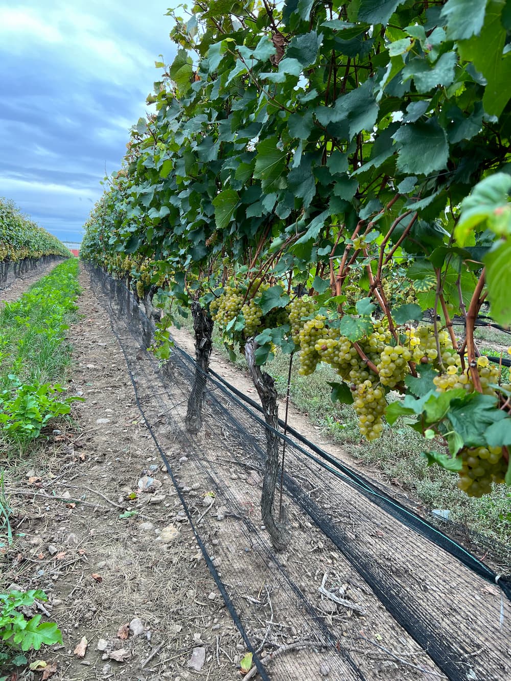Chardonnay is ready for harvesting IMG_6799 (4) (1)